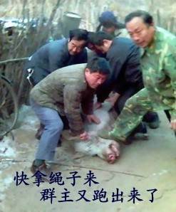 群聊必备搞笑QQ表情 放狗咬你_QQ表情插图10