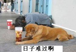 百分百搞笑QQ表情_QQ表情插图1