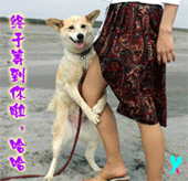 百分百搞笑QQ表情_QQ表情插图8