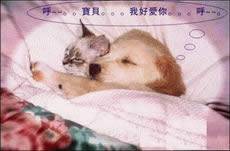 搞笑动物QQ表情_QQ表情插图1