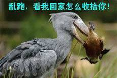 搞笑动物QQ表情_QQ表情插图6
