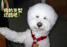 搞笑动物QQ表情_QQ表情插图4