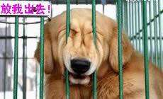 搞笑动物QQ表情_QQ表情插图
