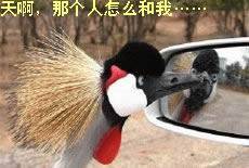 搞笑动物QQ表情_QQ表情插图5