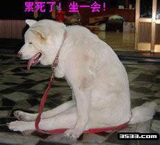 搞笑动物QQ表情_QQ表情插图17