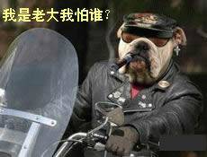 搞笑动物QQ表情_QQ表情插图9