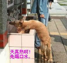 搞笑动物QQ表情_QQ表情插图19