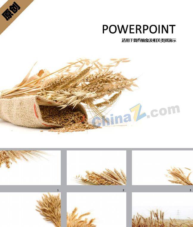 麦穗谷物农业ppt插图