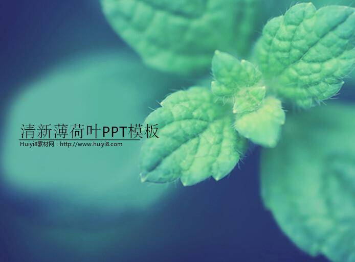 清新薄荷叶ppt模板插图