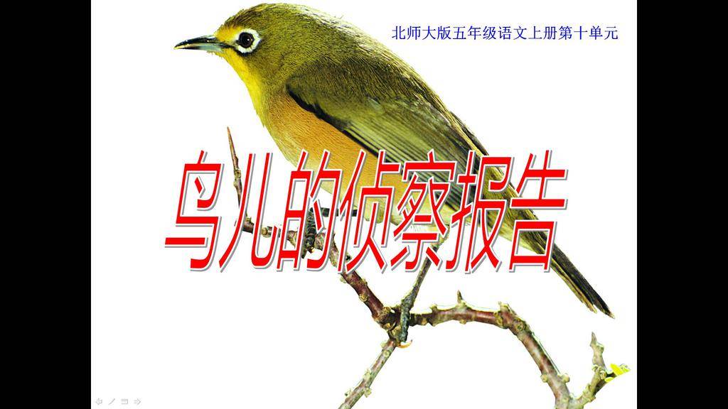 《鸟儿的侦察报告》PPT课件插图