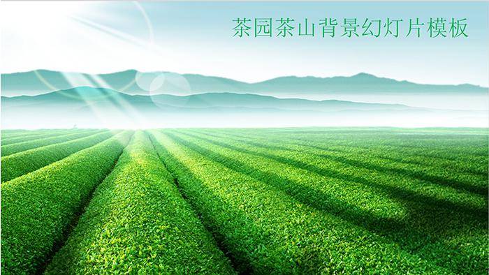 绿色茶叶茶园茶庄茶山插图