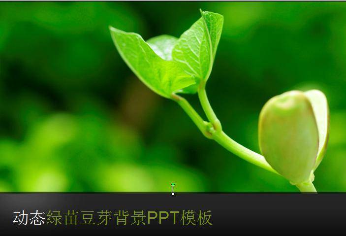 动态绿苗豆芽背景PPT模板插图