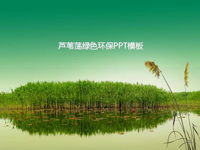 芦苇荡绿色环保PPT模板插图