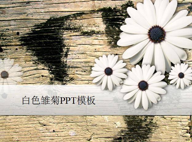 白色雏菊ppt模板插图