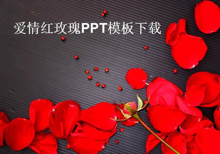 爱情红玫瑰PPT模板插图